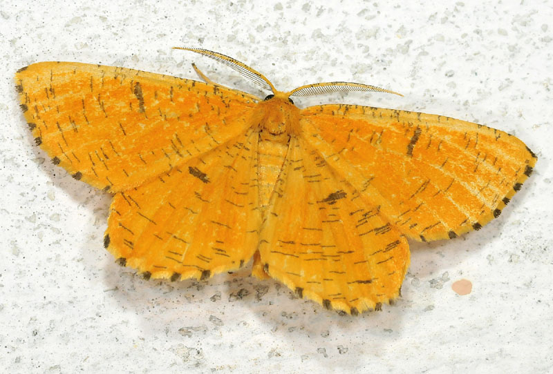 Geometridae - Angerona prunaria